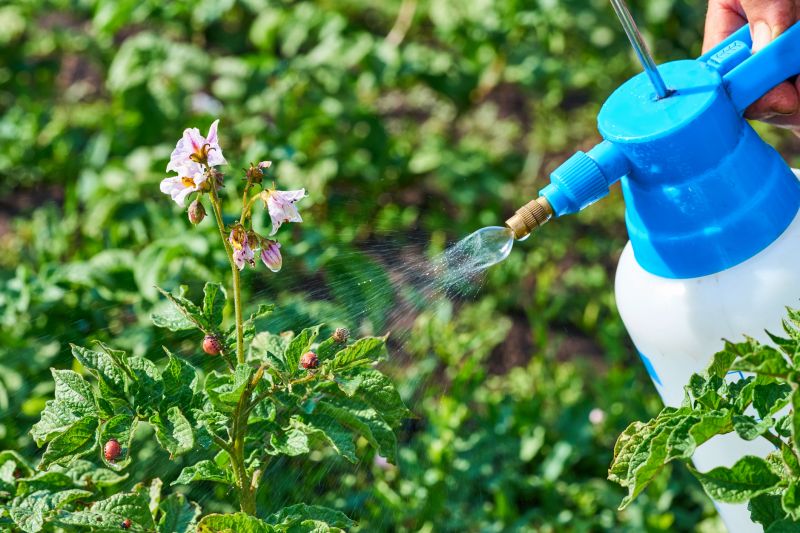 Beetle Removal in Arlington, TX