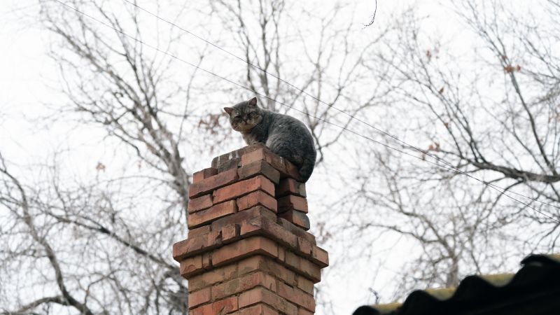 Chimney Critter Removal detail