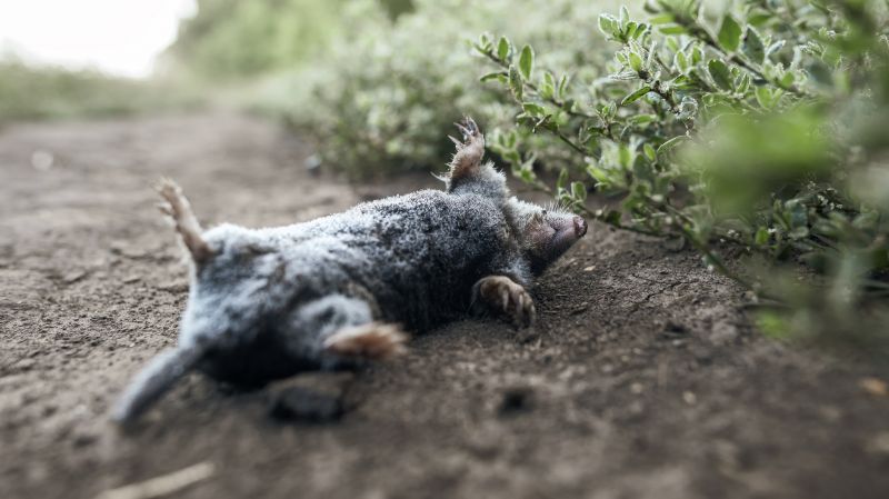 Small Animal Removal