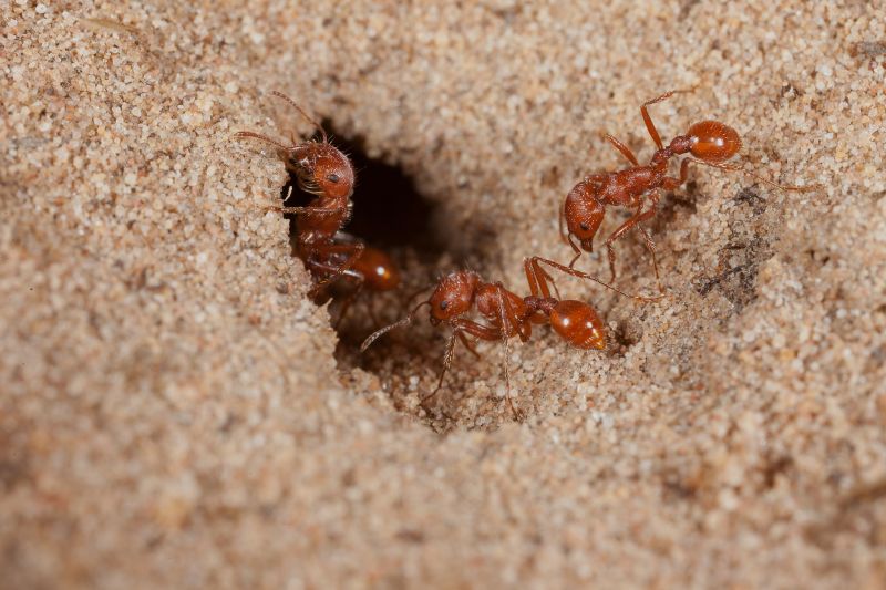 Red Ant Extermination in Katy, TX